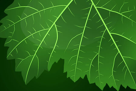 Large grape leaf under lightのイラスト素材