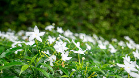 Small white flowers with green leafs and blury green plant backgroundの写真素材