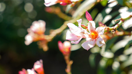 Pink flowers with blury background of leafの写真素材