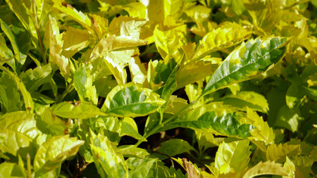 Green leaf with nature sun lightingの写真素材