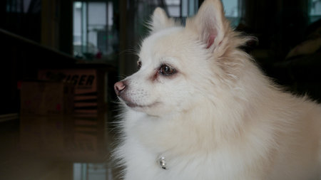Fluffy cute pomeranian dog looking outsideの写真素材