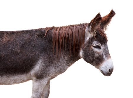 Brown donkey isolated on a white backgroundの写真素材
