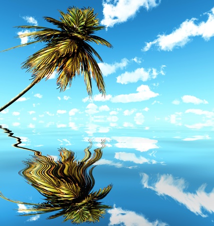 Alone palm at sea coastの写真素材