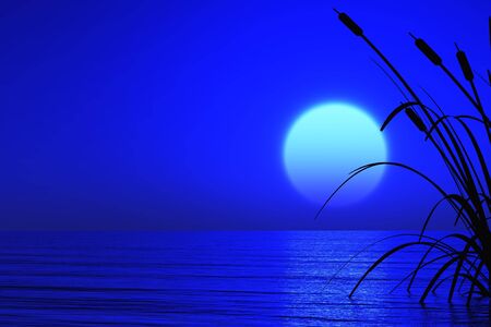 Water plants at sunset - digital artworkの写真素材