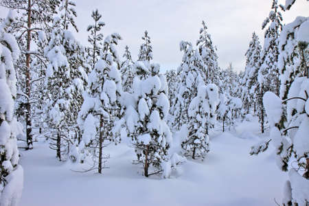 young pine trees in the snowの写真素材