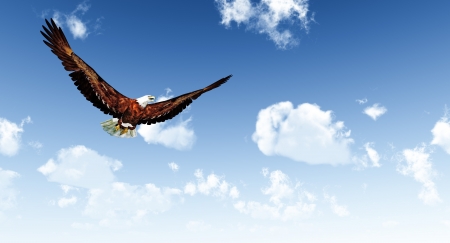 Eagle flying on a background of the  blue sky の写真素材