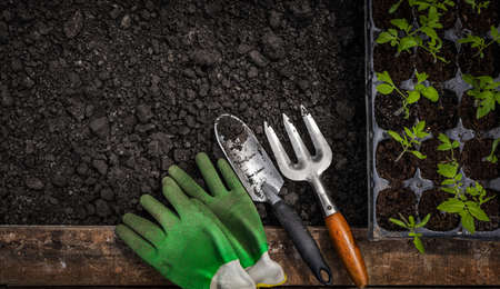 Gardening tools and seedlings in peat pots, top viewの写真素材