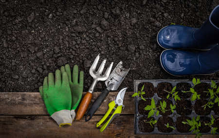 Gardening tools and seedlings on wooden background. Top view.の写真素材