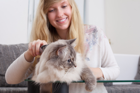 young woman brushing ragdoll catの写真素材