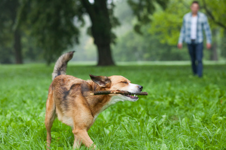 young man playing with his dog and stickの写真素材