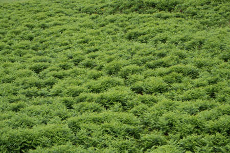 Ferns