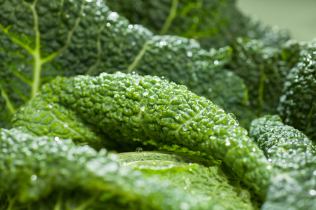 savoy cabbage vegetable leafs with fresh water dropsの写真素材