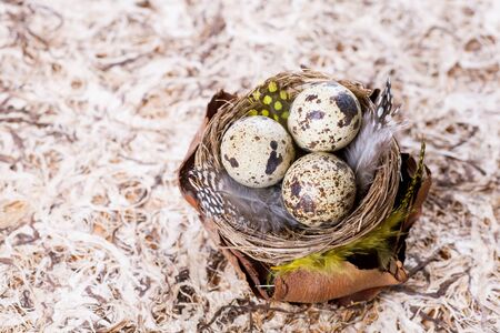 quail eggs easter decorationの写真素材