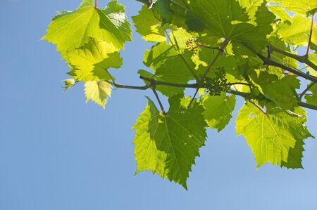 Green leafs and grapevine on blue sky backgroundの写真素材