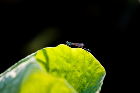 Damselfly on a lotus leafの写真素材