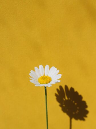 White Chamomileの写真素材