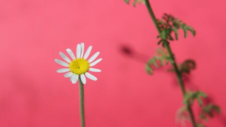 White Chamomileの写真素材