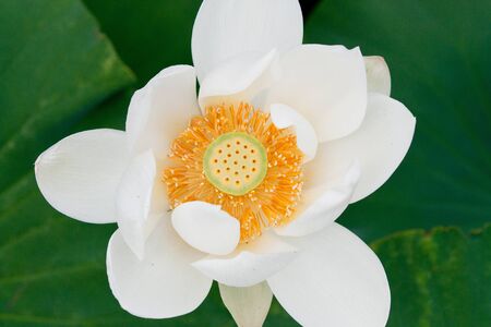 White Lotusの写真素材