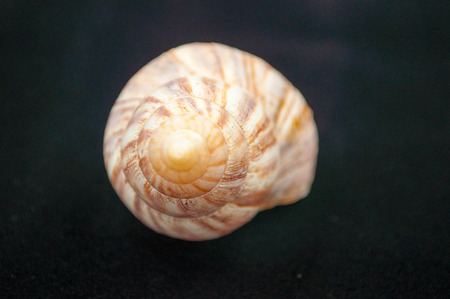 The great snail shellの写真素材
