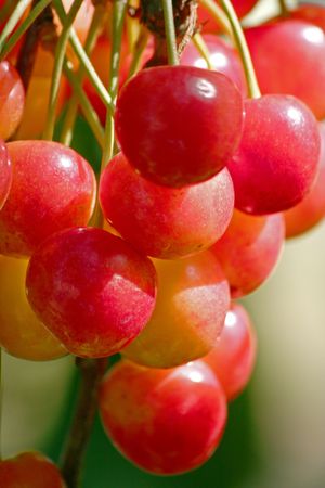 close up of a bunch of ranier cherries on treeの写真素材