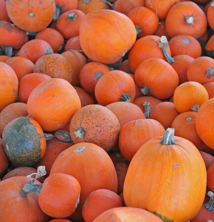 pile of pumpkinsの写真素材