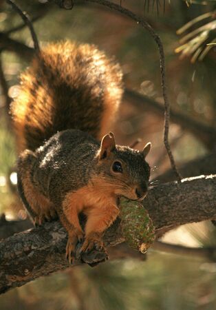 squirrel leaning off branch の写真素材