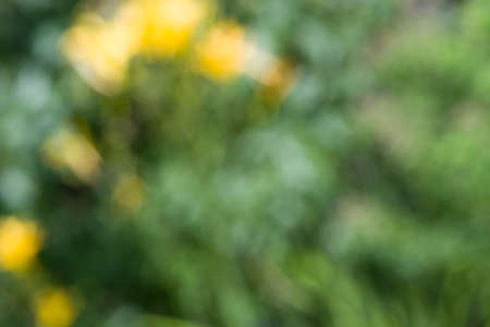 Colorful and different flowers in the garden settingの写真素材