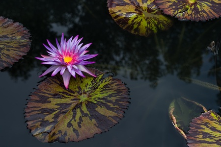 Colorful and different flowers in the garden settingの写真素材