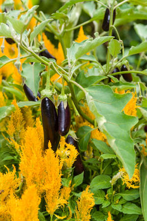 Colorful and different flowers in the garden settingの写真素材