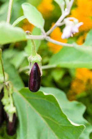 Colorful and different flowers in the garden settingの写真素材