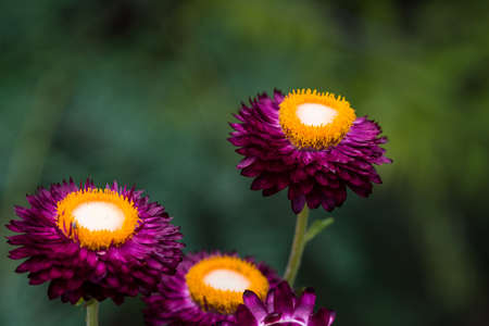 Colorful and different flowers in the garden settingの写真素材