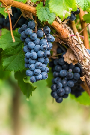 Ripe bunches of red wine grapes on a vineの写真素材
