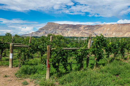Red grapes ready to be harvested at a vineyard in Palisade, Colorado の写真素材