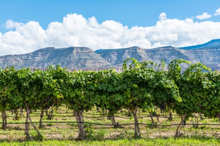 Orchard trees with a mesa and blue sky backgrounの写真素材