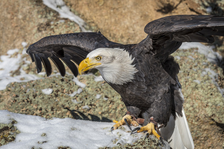 Bald Eagle landing on a rock