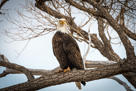 And American bald eagle perched in a tree in Colorado