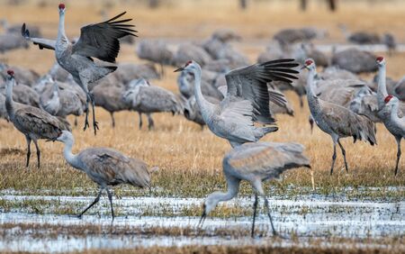 Sandhill cranes performing their mating dance during the annual migration in the San Luis Valley in colorado.の写真素材