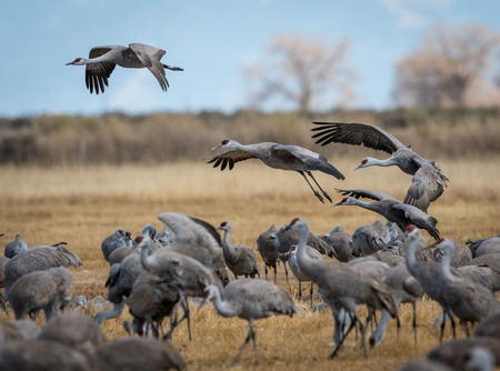 Sandhill cranes gather during the annual migration in Colorado.の写真素材