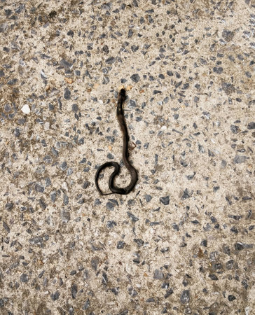 dead baby cobra on stone floorの写真素材