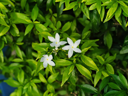Psilanthus bengalensis or Paracoffeaの写真素材