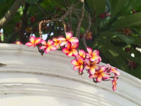 Plumeria or Frangipani, a kind of flowering plantの写真素材