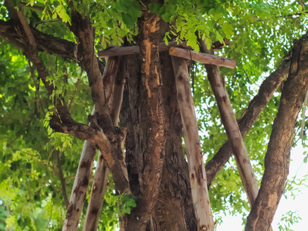 Human-made Wooden poles supporting a big tree in a public parkの写真素材