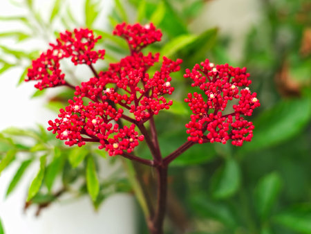 Jatropha podagrica, tartogo, Buddha belly plant, bottleplant shrub, gout plant, purging-nut, Guatemalan rhubarb, and goutystalk nettlespurgeの写真素材