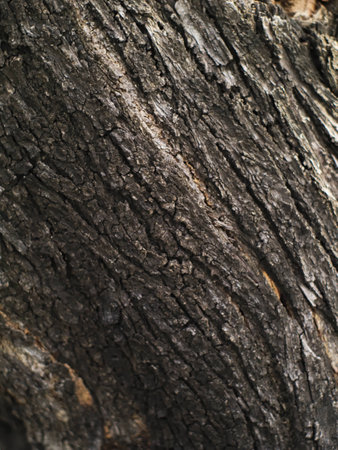 closeup shot of old tree bark texture backgroundの写真素材
