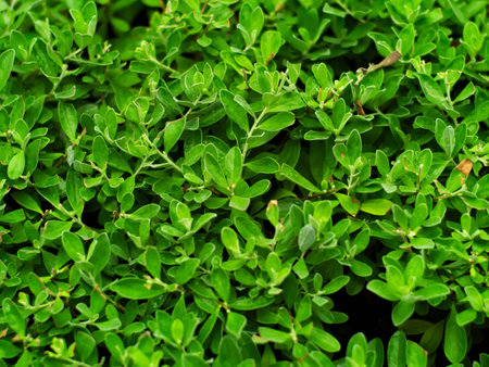 closeup shot of New Guinea rosewood, Philippine mahogany, amboine, Pashu padauk, Malay paduak, or Pterocarpus indicusの写真素材