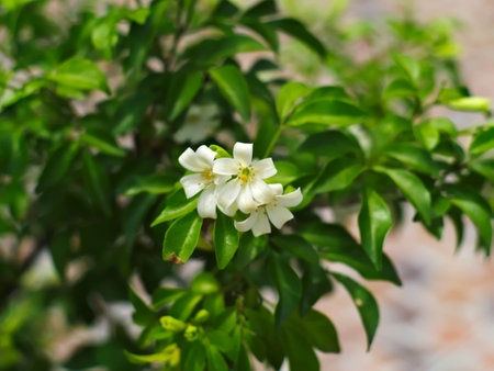 closeup shot of Orange Jessamine, Satin-wood, Cosmetic Bark Tree, Chinese box, mock orange, mock lime, Lakeview jasmine, or Murraya paniculataの写真素材