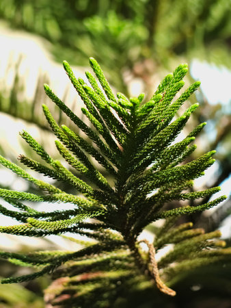 closeup shot of Chinese juniper or Juniperus chinensisの写真素材