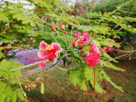 poinciana, peacock flower, red bird of paradise, Mexican bird of paradise, dwarf poinciana, pride of Barbados, flamboyant-de-jardin or Caesalpinia pulcherrimaの写真素材
