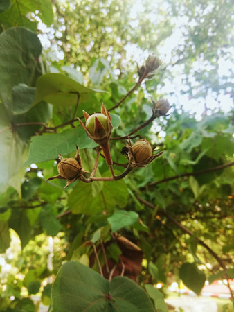 Lagerstroemia calyculata, a kind of flowering plantの写真素材