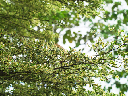 small brown lizard on a branch of a treeの写真素材